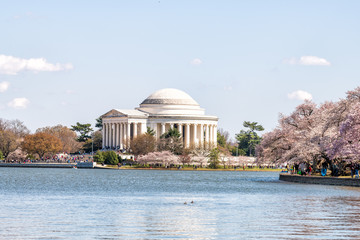 Tidal Basin water, Thomas Jefferson Memorial reflection in spring, springtime, cherry blossom festival, sakura trees blooming, flowers, people, tourists walking in Washington DC, sunny, sunlight