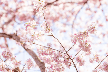 Looking up closeup low angle view on vibrant pink cherry, sakura blossom tree branch, flower petals in spring, springtime Washington DC, sunny, sunshine, sunlight, light, backlight