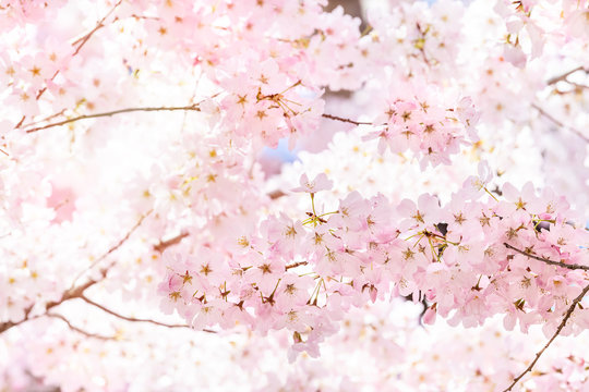 Looking up, low angle closeup view of one vibrant pink cherry blossom sakura tree, sunburst through branch, sky, flower petals in spring, Washington DC, sunny, sun, sunshine, sunlight, backlight