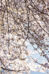 Looking up closeup low angle view of vibrant pink cherry, sakura blossom tree branch, flower petals in spring, Washington DC, sunny, sunshine, sunlight, light in springtime