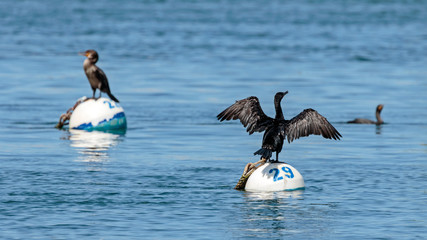 Cormorant