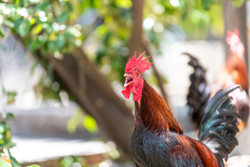 Closeup of one rooster standing outside on sidewalk street in Key West wild, free range, cock,...
