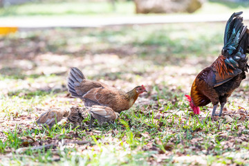 Family, two wild chickens pair rooster, hen family with small chicks standing digging for food in soil, ground on sunny day in Key West, USA, Florida island on street in park