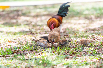 Family, two wild chickens pair rooster, hen family, wildlife with small chicks standing, digging for food in soil, ground on sunny day in Key West, USA, Florida island on street in park