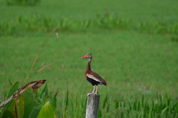 black belly duck