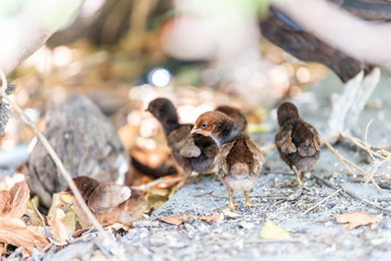Many wild wild chickens, family, wildlife, small chicks standing, searching, running, digging, for food in soil, ground on sunny day in Key West, USA, Florida island on street in park