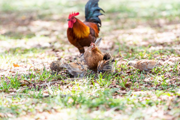 Family, two wild chickens pair rooster, hen family, wildlife with small chicks standing, searching, digging for food in soil, ground on sunny day in Key West, USA, Florida island on street in park