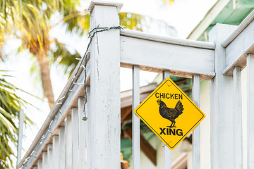 Yellow road, street, traffic caution warning sign with chicken, hen, rooster crossing, xing on balcony building, palm trees in background in Key West Florida city island, urban keys