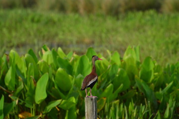 Black belly whistling duck