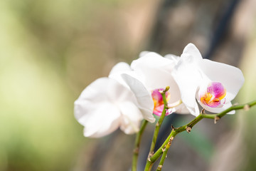 White, pink, red, purple orchid flowers, orchid flower in green outside, outdoor garden in Key...