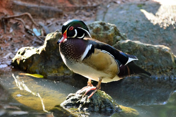 wood duck