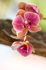 Fototapeta na wymiar White, pink, red, purple orchid flowers, orchid flower in green outside, outdoor garden in Key West, Florida, tropical plant, green blurred, blurry bokeh background