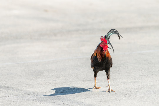 Key West, USA wild rooster chicken bird one animal walking crossing street road during sunny day in Florida island