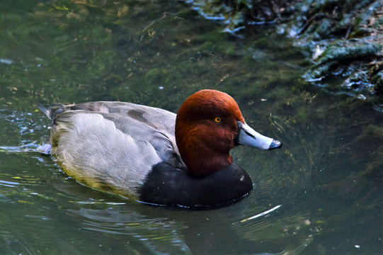 redhead duck