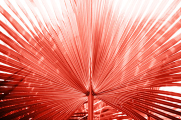 Coral - color of year 2019. Main trend natural and authentic concept.