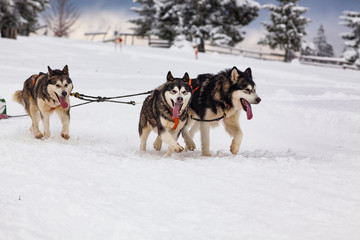 dog sled race with huskies