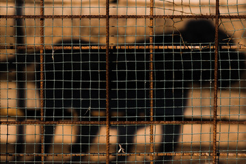shadow of a dog in a cage
