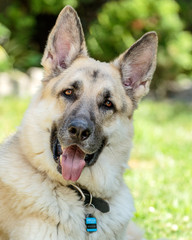 German Shepherd Portrait