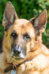 German Shepherd Portrait