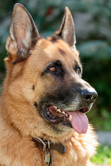 German Shepherd Portrait