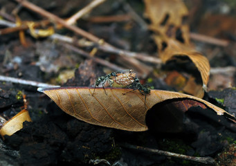 Beautiful Ants and victim