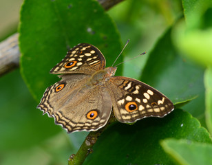 Fototapeta na wymiar Beautiful Butterfly