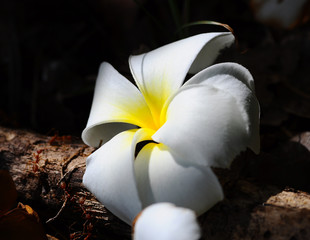 frangipani flower
