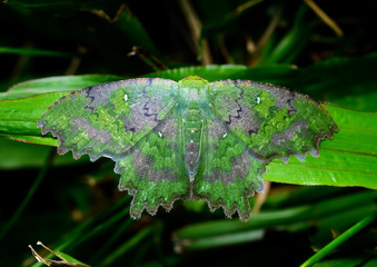 Beautiful Green Butterfly