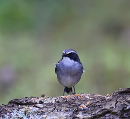 Beautiful grey bird, male Grey Bushchat (Saxicola ferreaus), standing on the log, side and back profile