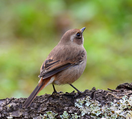 Beautiful grey bird, female Grey Bushchat (Saxicola ferreaus), standing on the log, side and back profile