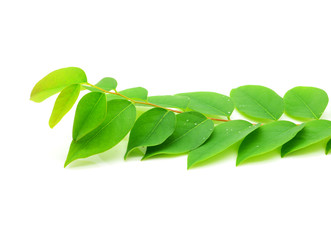 Leaves Star gooseberry isolated on white background