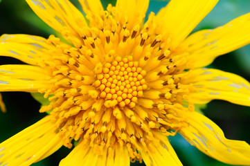 Closeup beauty mexican sunflower
