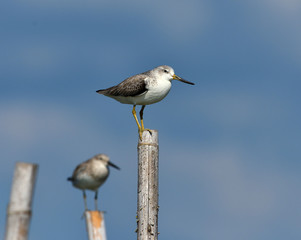 Nordmann's Greenshank (Tringa guttifer) Standing on a stump