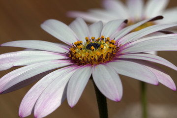 Garden flower with pollen.