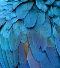 Obraz premium Scarlet Macaw feathers, colorful background texture