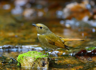 Small brown bird, female Rufous-bellied Niltava (Niltava sundara), standing on the log