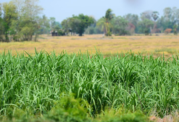 Sugarcane on the farm