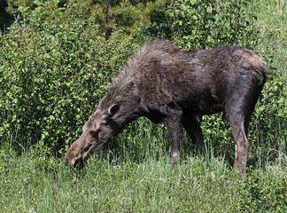A moose (Alces alces shirasi) feeding on grass, shot in Rocky Mountain National Park, Colorado.