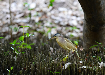 Yellow Bittern, Ixobrychus sinensis, Chinese Little Bittern