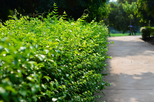 Green Wrightia religiosa Benth, wayside