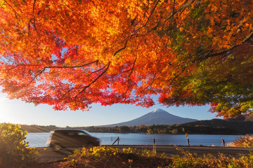 Maple leaves change to autumn color at Mt.Fuji, Japan