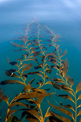 Fototapeta na wymiar kelp floating on surface