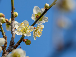 白い梅