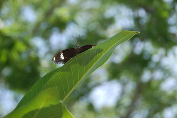 butterfly on leaf