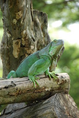 Green lizard on a log