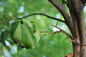 Red ants jointly build nests in trees