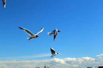 Obraz premium seagulls on blue sky background