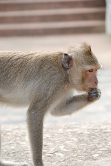 The monkey is thinking about something in zoo