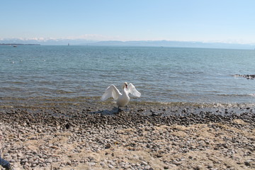 Schwan