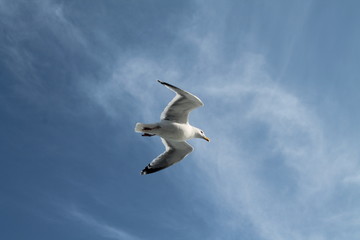 Fototapeta na wymiar Möwe im Flug